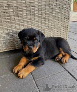 Zdjęcie №1. rottweiler - na sprzedaż w Budapest | negocjowane | Zapowiedź №42528