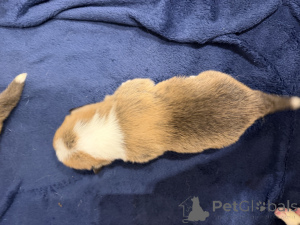 Zdjęcie №3. Welsh Corgi pembroke puppies. Polska