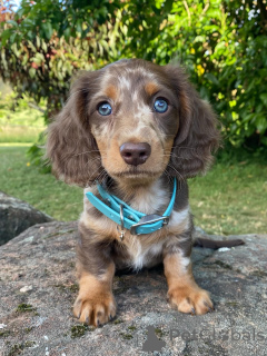 Zdjęcie №1. jamnik - na sprzedaż w Berlin | negocjowane | Zapowiedź №158003