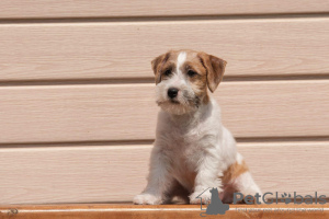 Zdjęcie №3. szczeniak Jack Russell Terrier. Federacja Rosyjska