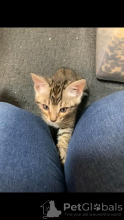 Zdjęcie №3. Piękny kot bengalski. Arabia Saudyjska