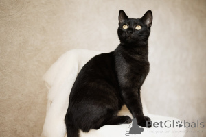 Zdjęcie №2 do zapowiedźy № 138799 na sprzedaż   - wkupić się Białoruś 