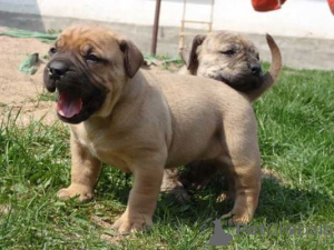 Zdjęcie №1. boerboel - na sprzedaż w Bad Wildungen | 1674zł | Zapowiedź №171423