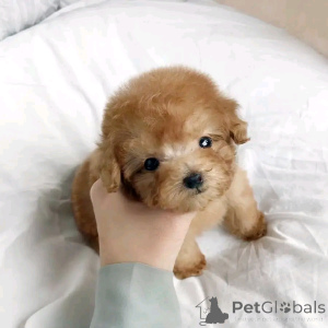 Zdjęcie №3. Zabawne szczenięta pudla są dostępne do adopcji. Niemcy