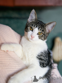 Zdjęcie №4. Sprzedam  w Moskova. prywatne ogłoszenie - cena - Bezpłatny