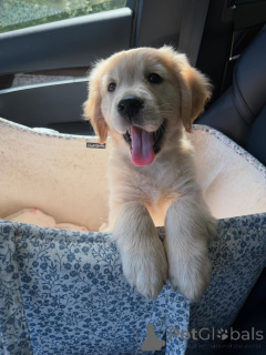Zdjęcie №1. golden retriever - na sprzedaż w Bielefeld | negocjowane | Zapowiedź №179022