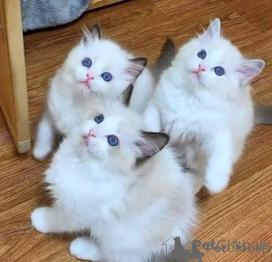 Zdjęcie №1. ragdoll - na sprzedaż w Helsinki | negocjowane | Zapowiedź № 174664