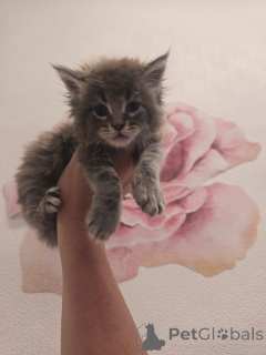 Zdjęcie №3. Kotek Maineoon. Wielka Brytania