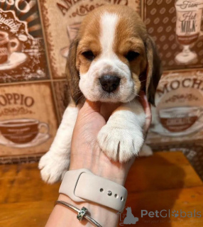 Zdjęcie №1.  - na sprzedaż w Anderlecht | 3588zł | Zapowiedź №162855