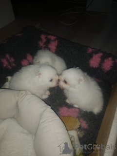 Zdjęcie №3. 3 białe pakiety radości zarejestrowane przez KC. USA