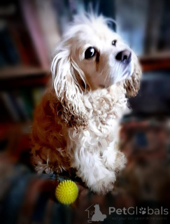 Zdjęcie №2 do zapowiedźy № 160706 na sprzedaż  cocker spaniel amerykański - wkupić się Federacja Rosyjska prywatne ogłoszenie