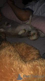 Zdjęcie №3. Chihuahua-Velpe. Niemcy