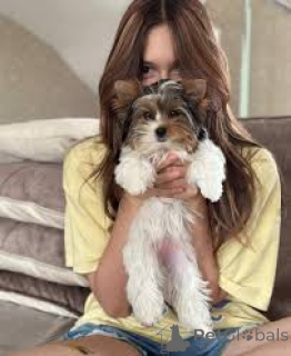 Zdjęcie №3. Prachtige Yorkshire Terrier - szczeniak. Belgia