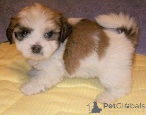 Zdjęcie №1. lhasa apso - na sprzedaż w Eschborn | 2153zł | Zapowiedź №169460