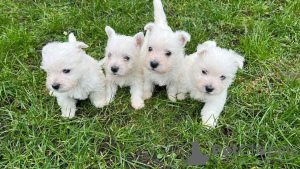 Zdjęcie №2 do zapowiedźy № 37741 na sprzedaż  west highland white terrier - wkupić się Niemcy hodowca