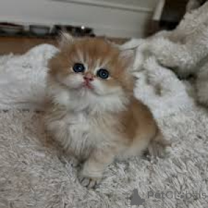 Zdjęcie №3. Egzotyczny krótkowłosy-Kätzchen zu verkaufen. Finlandia