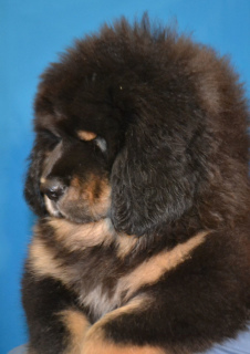 Zdjęcie №2 do zapowiedźy № 5512 na sprzedaż  mastif tybetański - wkupić się Ukraina prywatne ogłoszenie