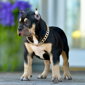 Zdjęcie №1. american bully - na sprzedaż w Denver | 6951zł | Zapowiedź №161280