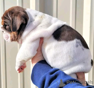 Zdjęcie №3. Englische Bulldogge Welpen Zur Adoption. Niemcy