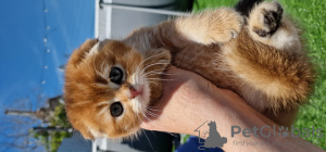 Zdjęcie №4. Sprzedam scottish fold w Anapa. hodowca - cena - negocjowane