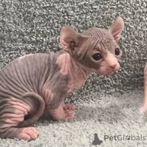 Zdjęcie №3. Chatons Sphynx do sprzedaży. Francja