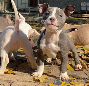 Zdjęcie №3. Amerykański tyran. Federacja Rosyjska