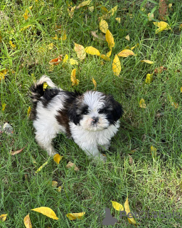 Zdjęcie №1. shih tzu - na sprzedaż w Berlin | negocjowane | Zapowiedź №102438