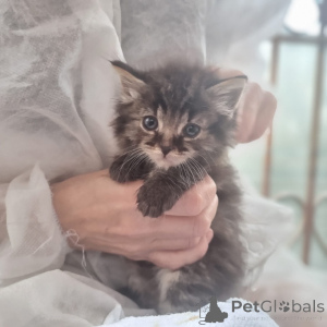 Zdjęcie №4. Sprzedam  w Rzeka Moskwa. prywatne ogłoszenie - cena - Bezpłatny