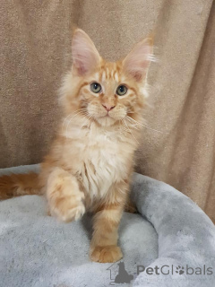 Zdjęcie №3. Idealny kotek dla całej rodziny, Maine Coon Kitten z drzewem genealogicznym. Niemcy