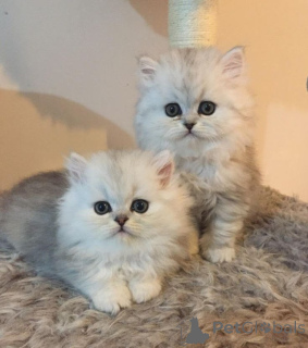 Zdjęcie №1. chinchilla cat - na sprzedaż w Aizlingen | 2153zł | Zapowiedź № 158832