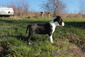 Dodatkowe zdjęcia: Amerykański staffordshire terrier
