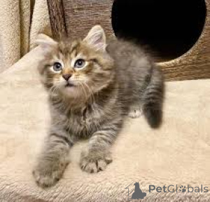 Zdjęcie №3. Chatons de race Forêt Norvégienne à vendre.. Belgia