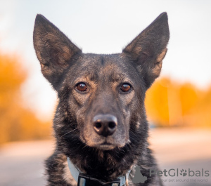 Zdjęcie №1. pies nierasowy - na sprzedaż w Москва | Bezpłatny | Zapowiedź №78107