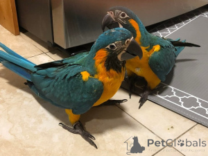 Zdjęcie №1.  - na sprzedaż w czeski | negocjowane | Zapowiedź № 162982