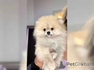 Zdjęcie №2 do zapowiedźy № 136824 na sprzedaż  szpic miniaturowy - wkupić się Niemcy 