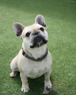 Zdjęcie №2 do zapowiedźy № 138590 na sprzedaż  buldog francuski - wkupić się Francja prywatne ogłoszenie