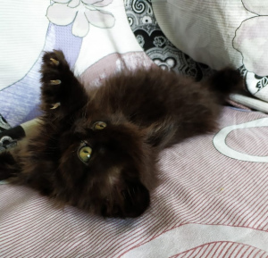 Zdjęcie №2 do zapowiedźy № 6310 na sprzedaż  scottish straight - wkupić się Ukraina od żłobka