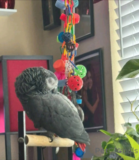 Zdjęcie №4. Sprzedam  w Ohio.  - cena - 4171zł