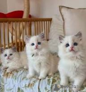 Zdjęcie №1. ragdoll - na sprzedaż w Helsinki | 2774zł | Zapowiedź № 164621