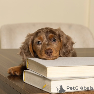 Zdjęcie №4. Sprzedam jamnik w Helsinki. prywatne ogłoszenie, ze schronu - cena - 2392zł