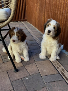 Zdjęcie №1. labradoodle - na sprzedaż w Bayerbach | negocjowane | Zapowiedź №178082