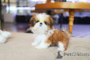 Zdjęcie №2 do zapowiedźy № 154917 na sprzedaż  shih tzu - wkupić się USA hodowca