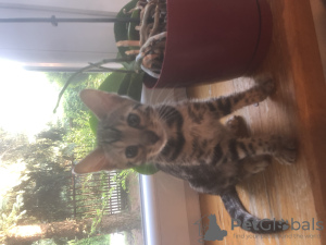 Zdjęcie №3. Koty bengalskie. Polska