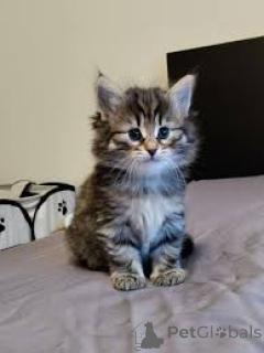 Zdjęcie №2 do zapowiedźy № 163256 na sprzedaż  kot norweski leśny - wkupić się Szwajcaria prywatne ogłoszenie, hodowca