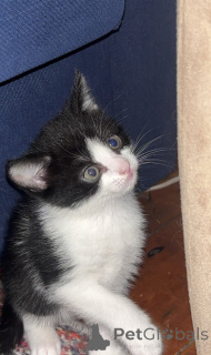 Zdjęcie №4. Sprzedam somalijski w Zürich. prywatne ogłoszenie - cena - 861zł