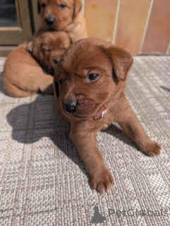 Zdjęcie №1. labrador retriever - na sprzedaż w Wiedeń | 1435zł | Zapowiedź №167799