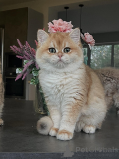 Zdjęcie №2 do zapowiedźy № 159473 na sprzedaż  chinchilla cat - wkupić się Niemcy hodowca