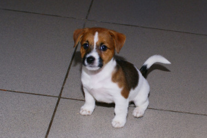 Zdjęcie №3. szczenięta jack russell terrier. Federacja Rosyjska