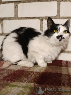 Zdjęcie №1.  - na sprzedaż w Mińsk | Bezpłatny | Zapowiedź № 164338