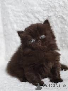 Zdjęcie №2 do zapowiedźy № 165846 na sprzedaż  kot brytyjski długowłosy - wkupić się Belgia prywatne ogłoszenie, hodowca